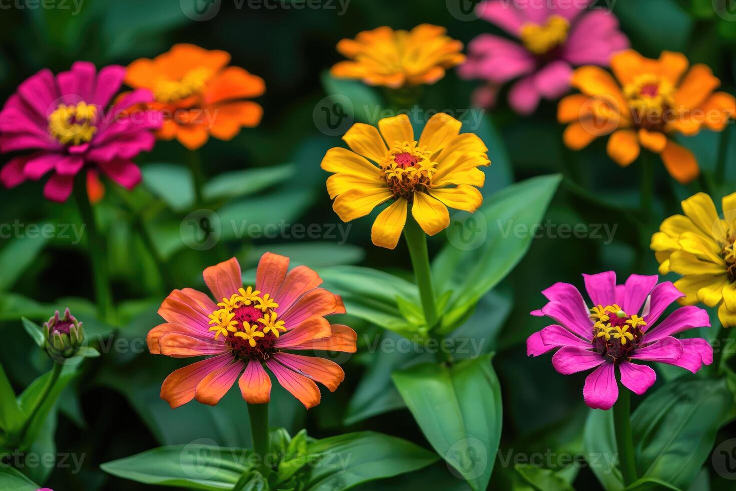 A vibrant display of colorful zinnias in a garden setting photo
