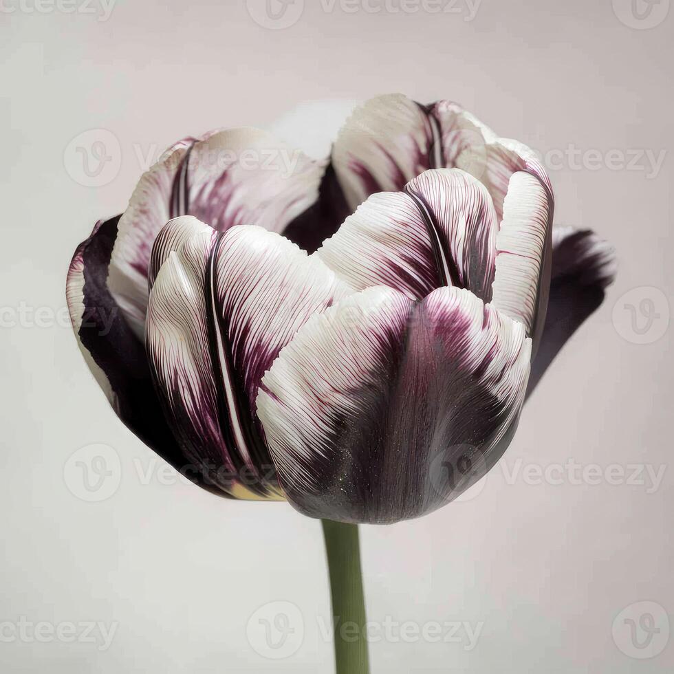 Close up of a single purple and white tulip photo