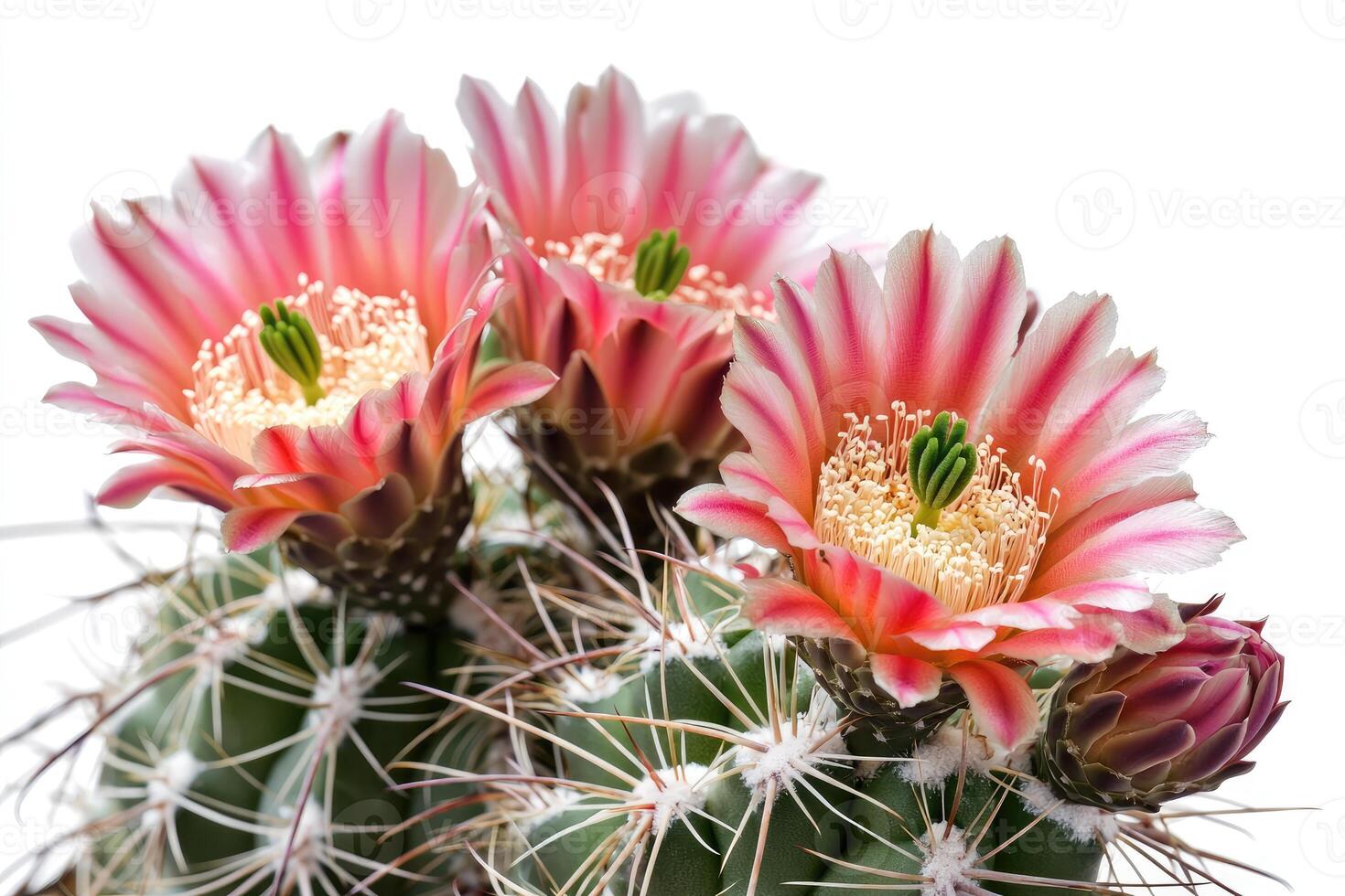 Stunning closeup of a blooming cactus with pink and white flowers photo