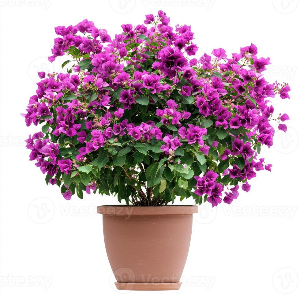 A vibrant bougainvillea plant is displayed in a terra cotta pot photo