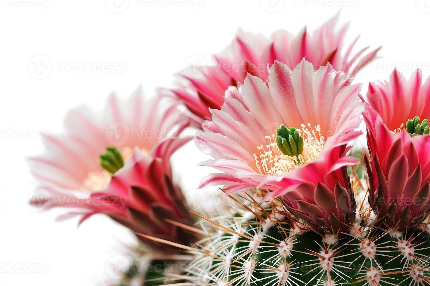 Pink Cactus Flowers Bloom Beautifully Against A White Background photo