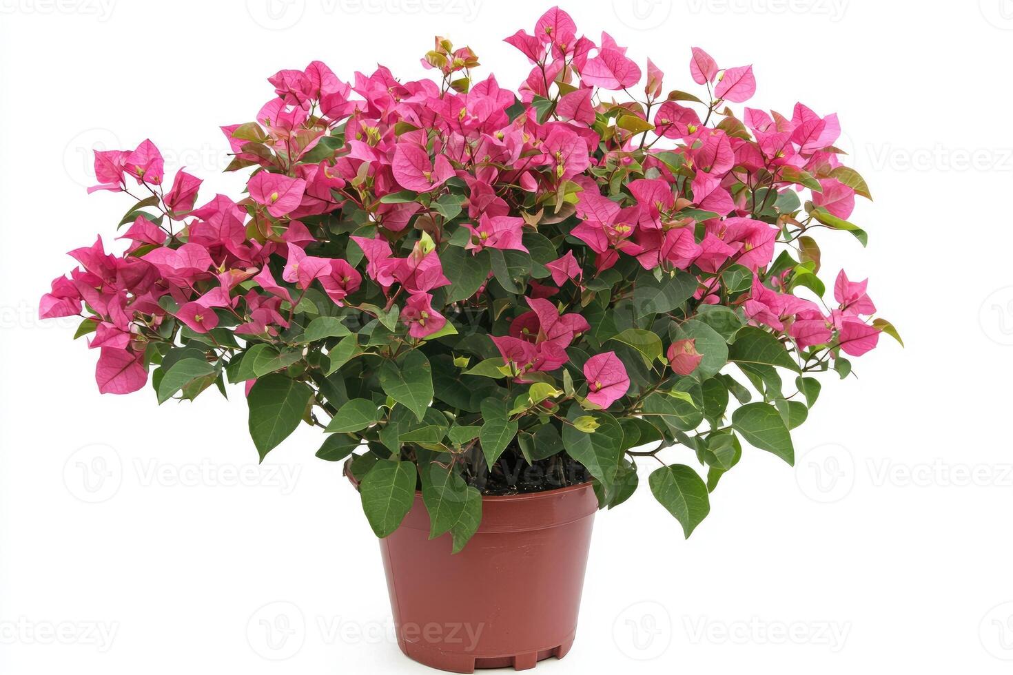 A beautiful pink flowering plant in a brown plastic pot photo
