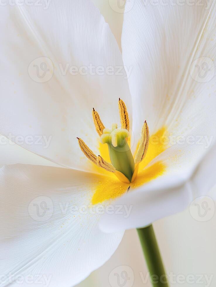 A Close Up View Of A Beautiful White Tulip Bloom photo