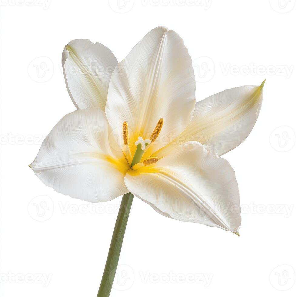 A close up photograph of a beautiful white tulip flower photo