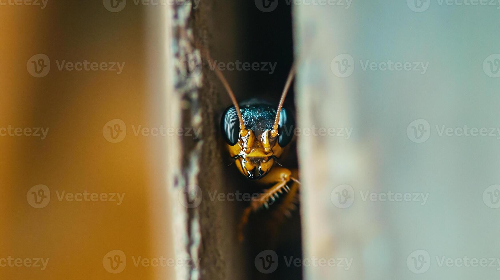 Macro Photography of a Cockroach Antenna Hidden Behind a Wooden Cabinet photo