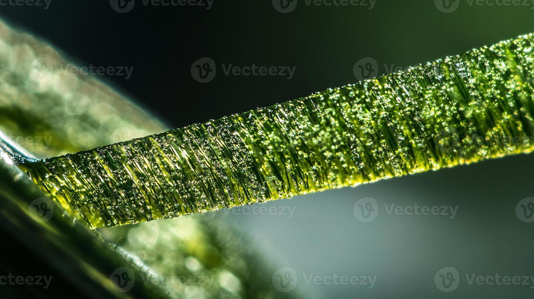 Extreme Close-Up of a Grass Blade Being Nicely Trimmed by a Spinning Mower Blade photo