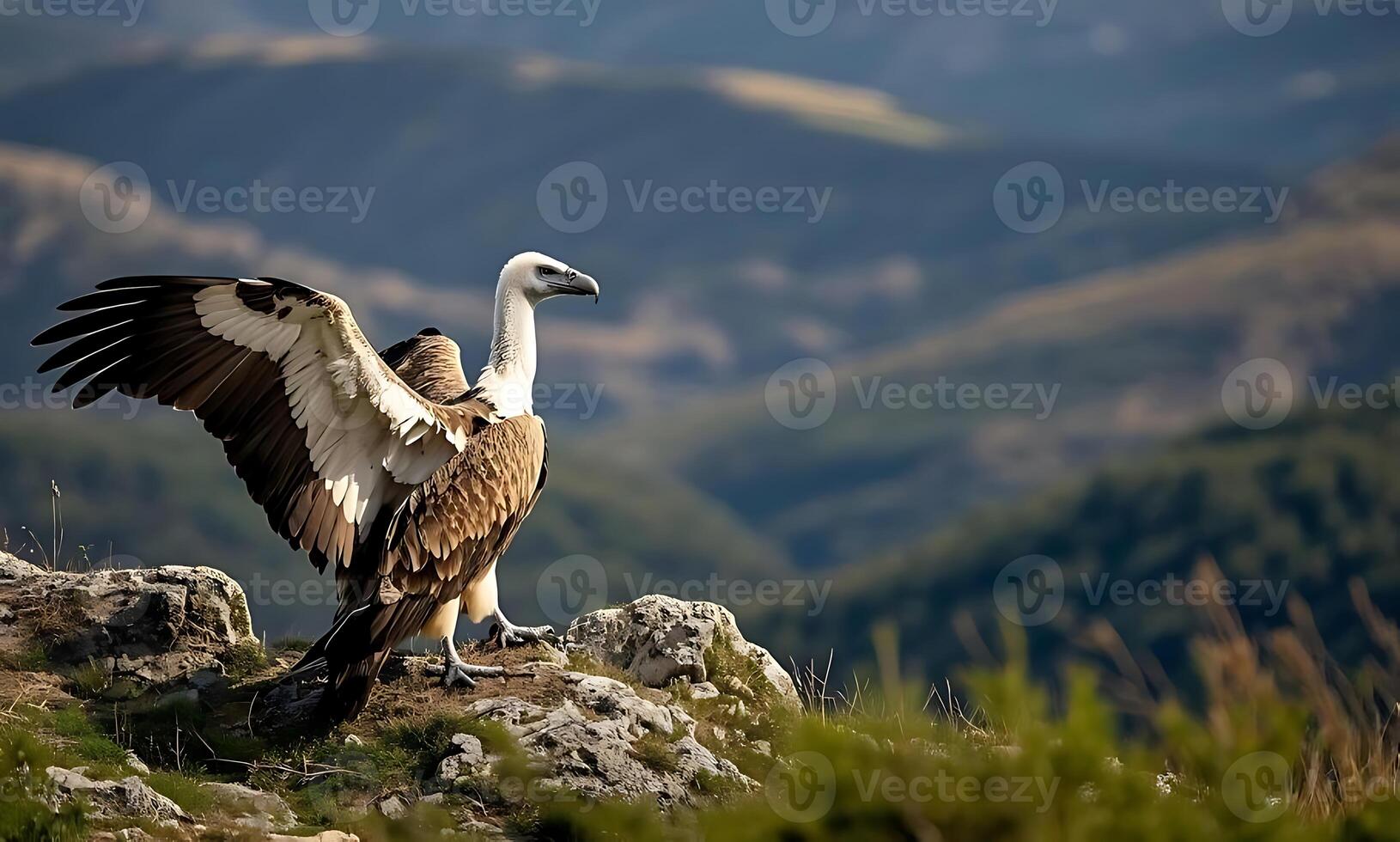 a griffon vulture in the mountains of spain 12 photo