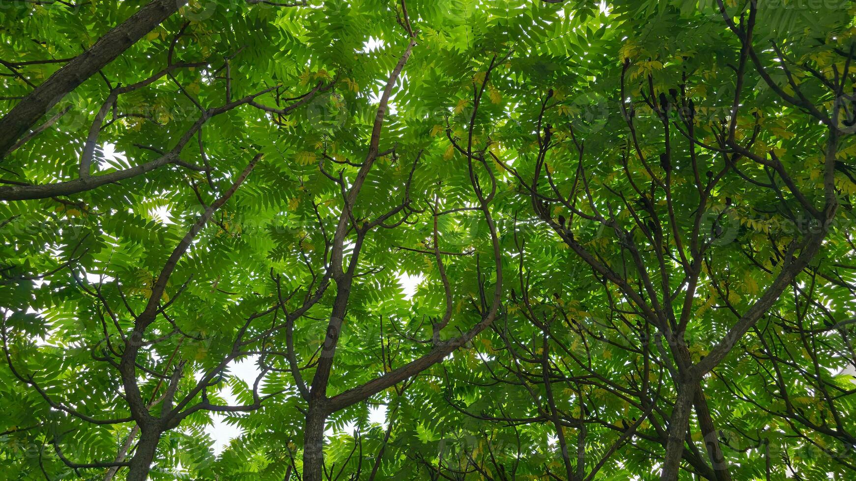Vibrant green foliage fills the frame, showcasing lush tree branches reaching towards the sky. Perfect background for nature, environment, growth, outdoor themes. Captures tranquility, natural beauty photo