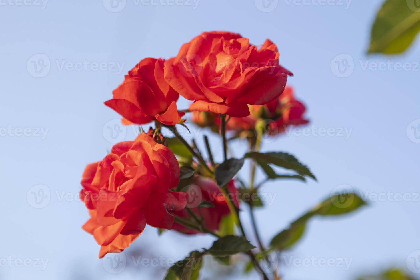 Close-up af Vibrant Red Roses Blooming Beautifully in a Lush, Colorful Garden of Abundant Flora photo