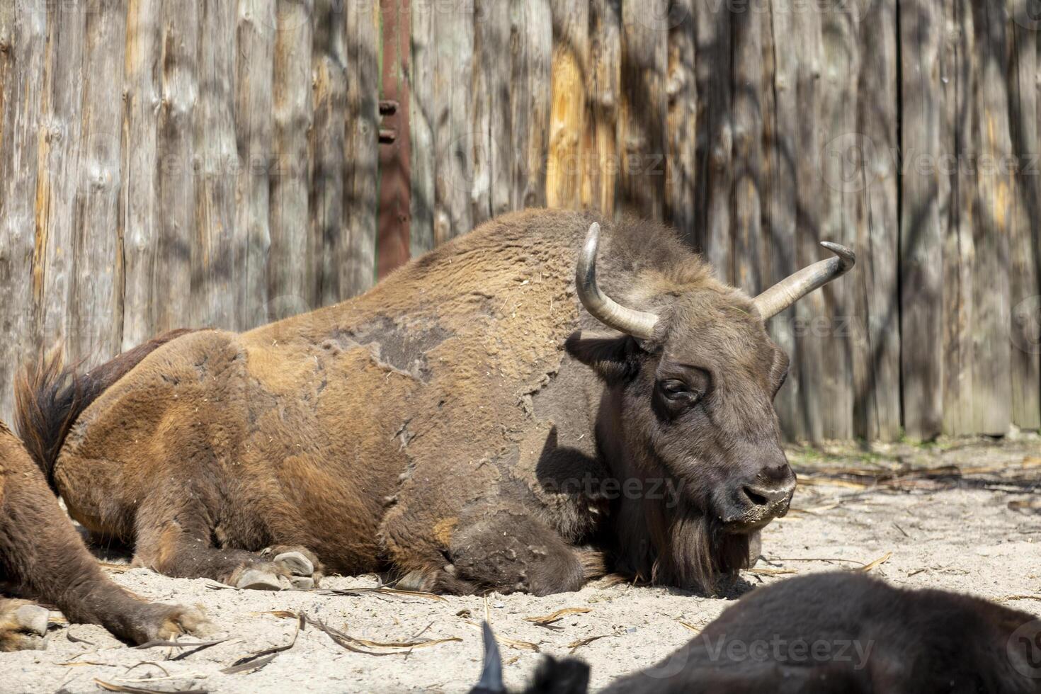 steppe bison resting on the ground photo