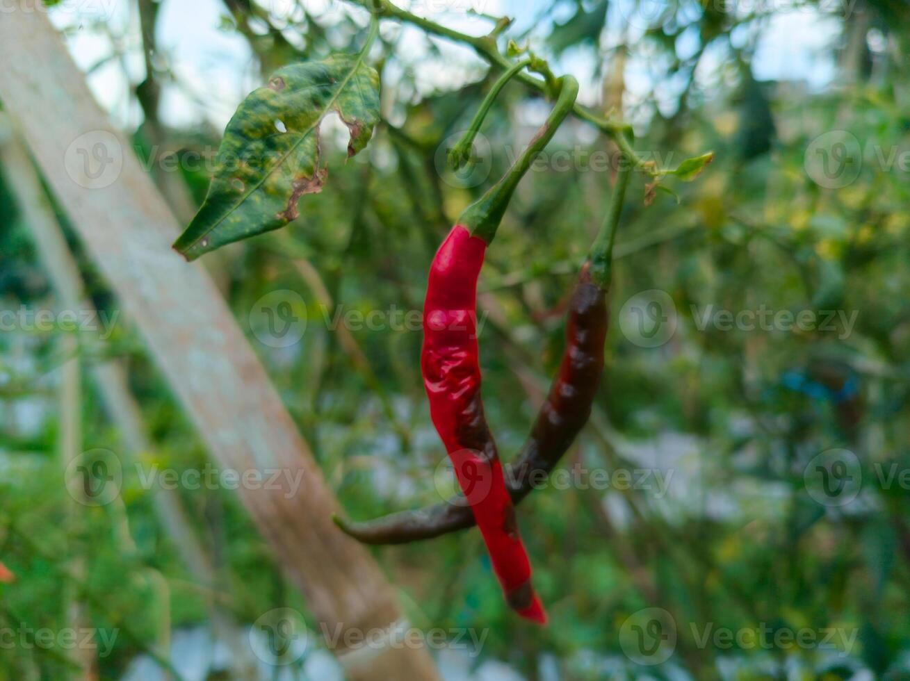 Close-up of ripe red and brown chili peppers hanging from a plant with blurred green foliage in the background photo