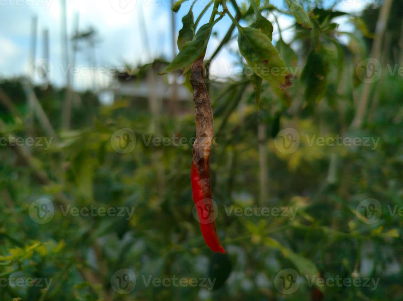 a red pepper hanging on a plant photo