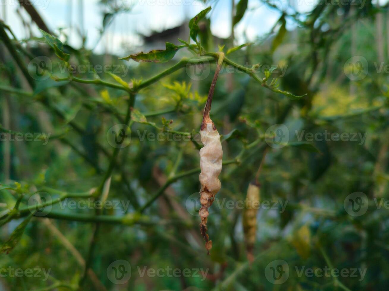 White chili dry almost rot hanging on the branches. The setting of a chili plantation photo