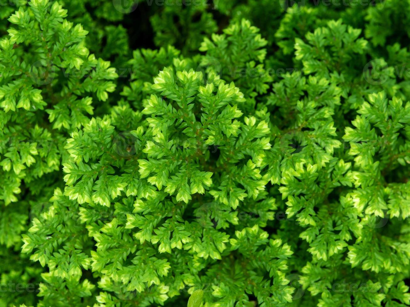 Fine and delicate leaves of the Spike Moss fern photo