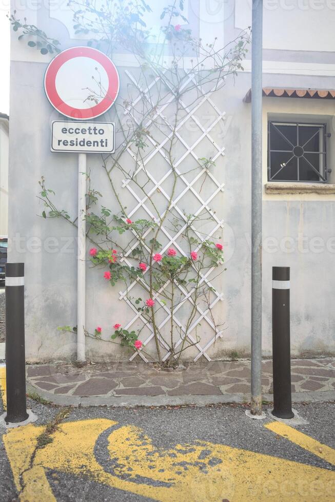 Pink roses on a trellis photo