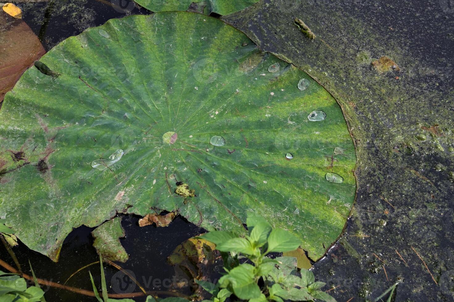Water drops on a leaf photo