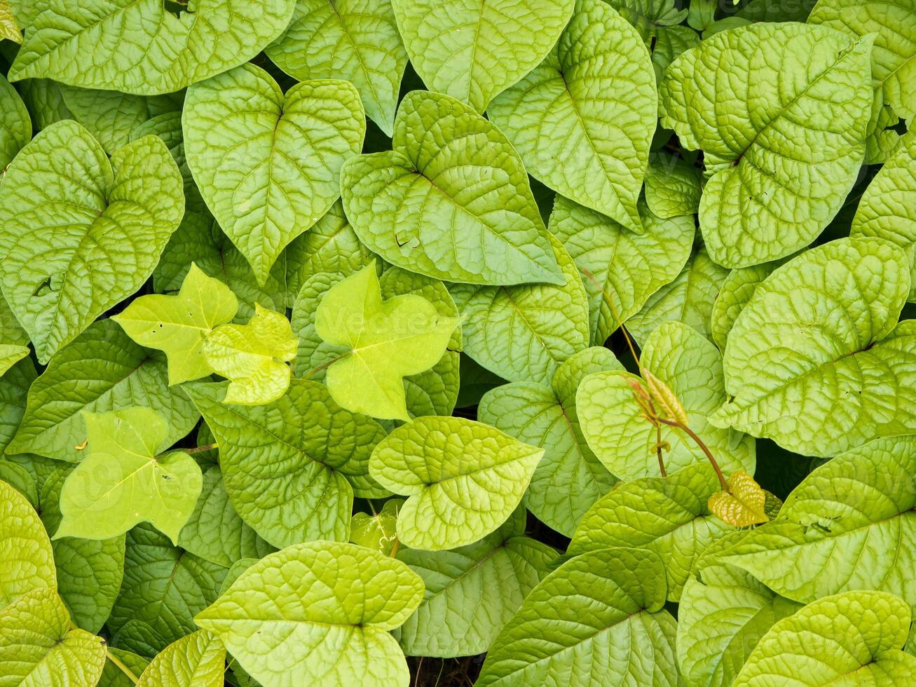 Heart sharp Leaves of weed as background or texture photo