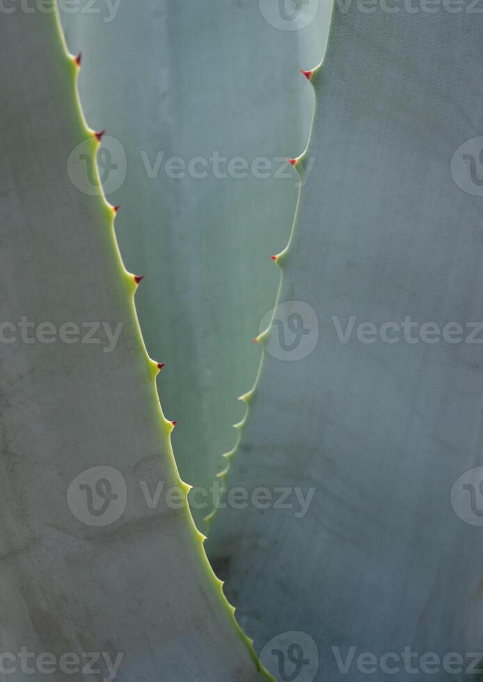 Succulent plant close-up thorn and detail on leaves of Agave plant photo