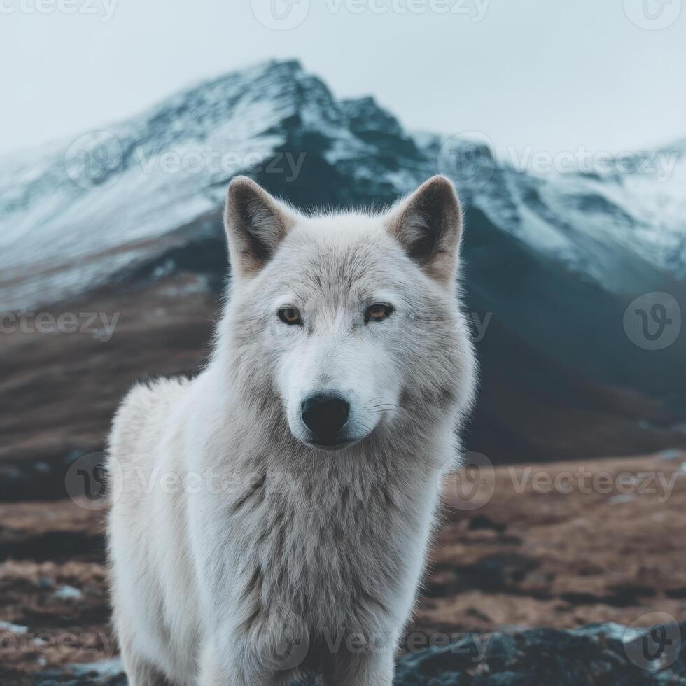 Majestic White Wolf Standing Amidst Scenic Mountain Landscape photo
