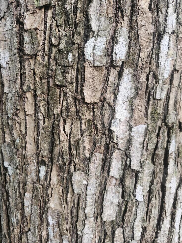 Close-Up of Textured Tree Bark with Natural Earth Tones and Patterns photo