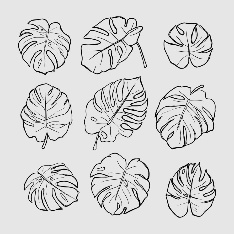Monstera Leaves Outline Set vector