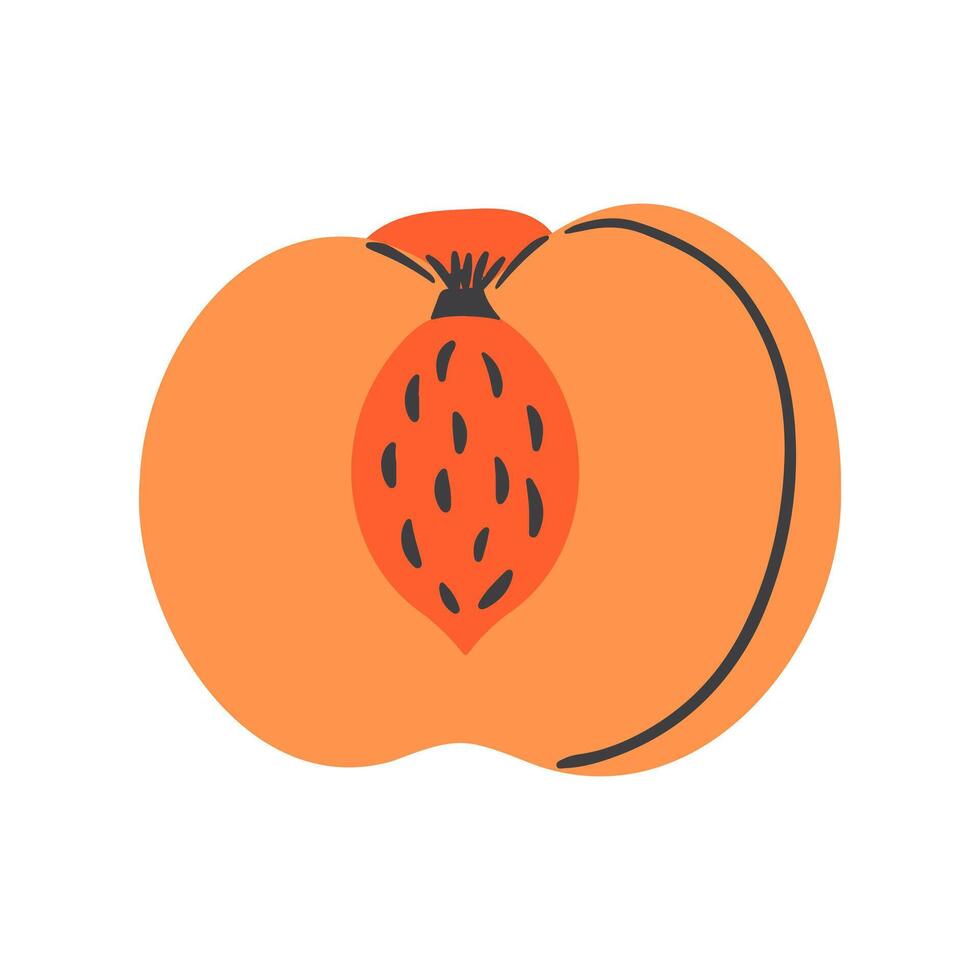 Juicy peach fruit hand drawn illustration. Ripe cut peach with pit. Summer fruit. vector