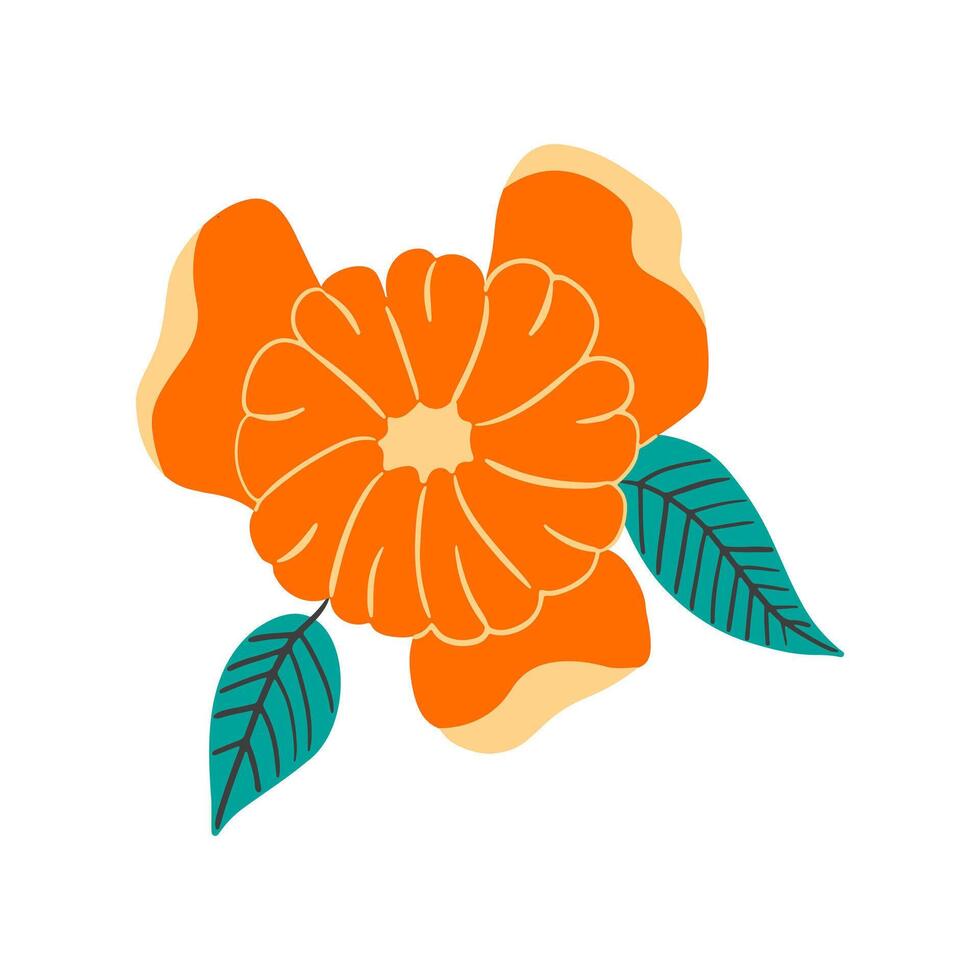 Mandarin or orange with open slices and leaves on white isolated background. Citrus fruit in hand draw style vector