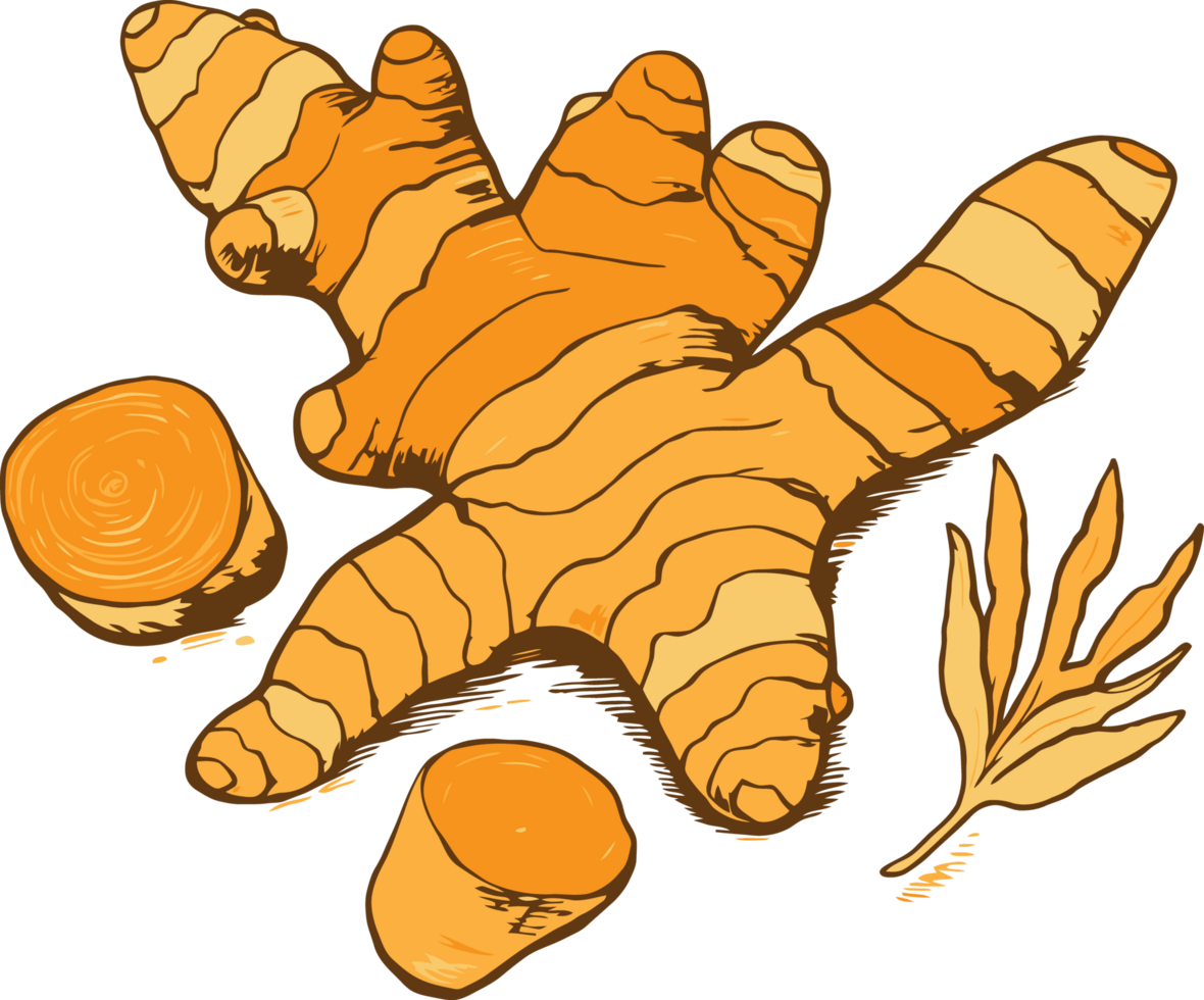 A cartoon illustration of a ginger root png