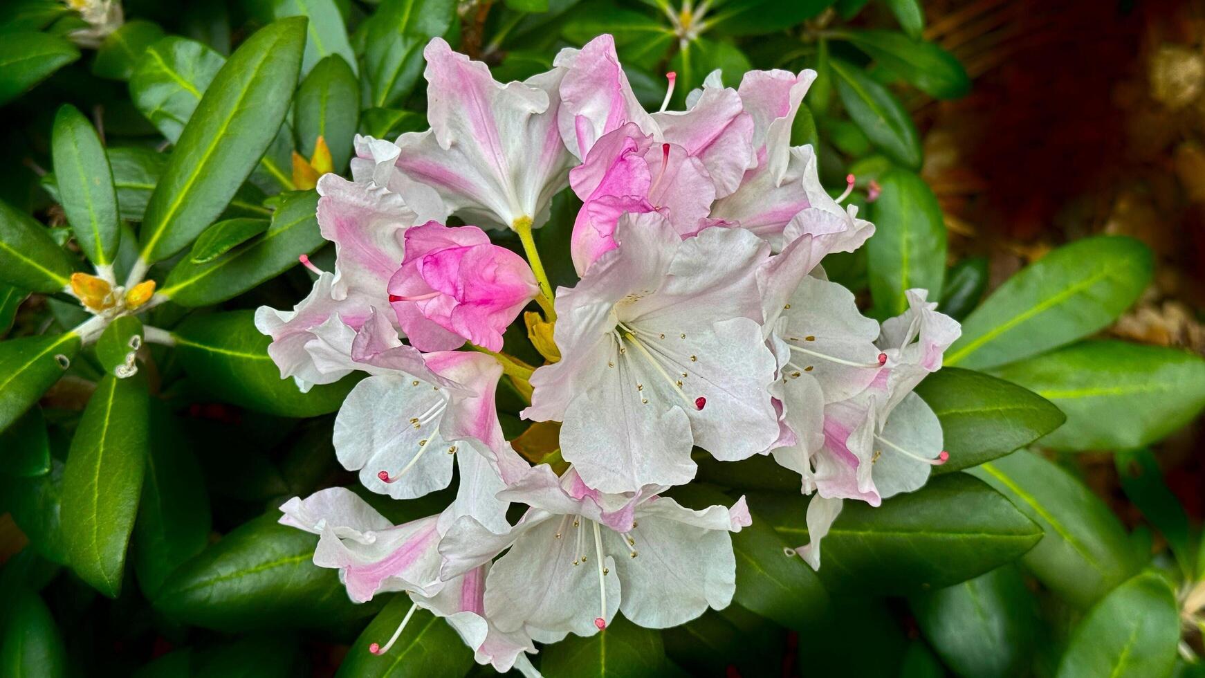 Beautiful pink and white rhododendron flower close up floral garden blossom bloom photo