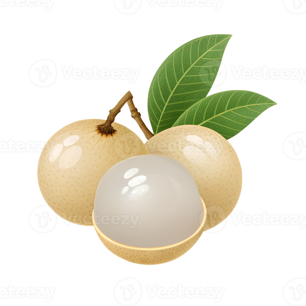 Illustration of Longan fruit Icon, isolated on a transparent background png