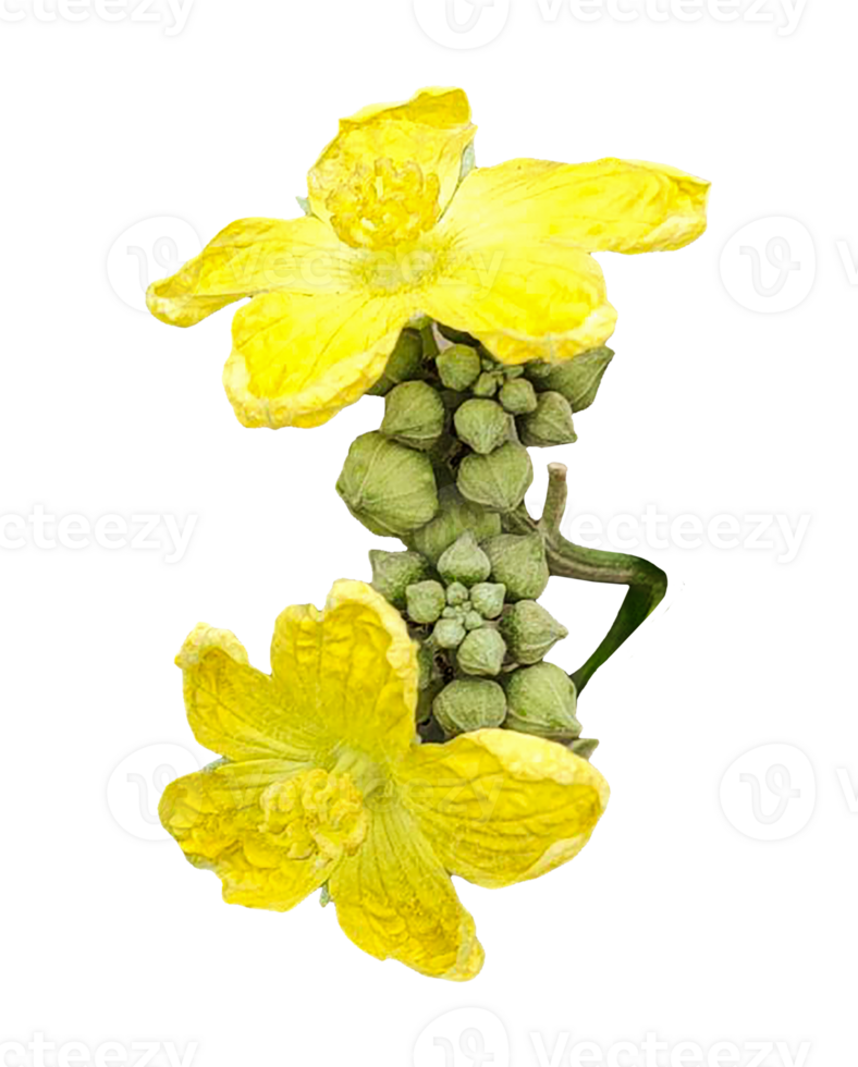 yellow flowers on a background, A Bright yellow Sponge Gourd flowers with delicate petals bloom in nature, isolated on a background, showcasing their spring beauty, png