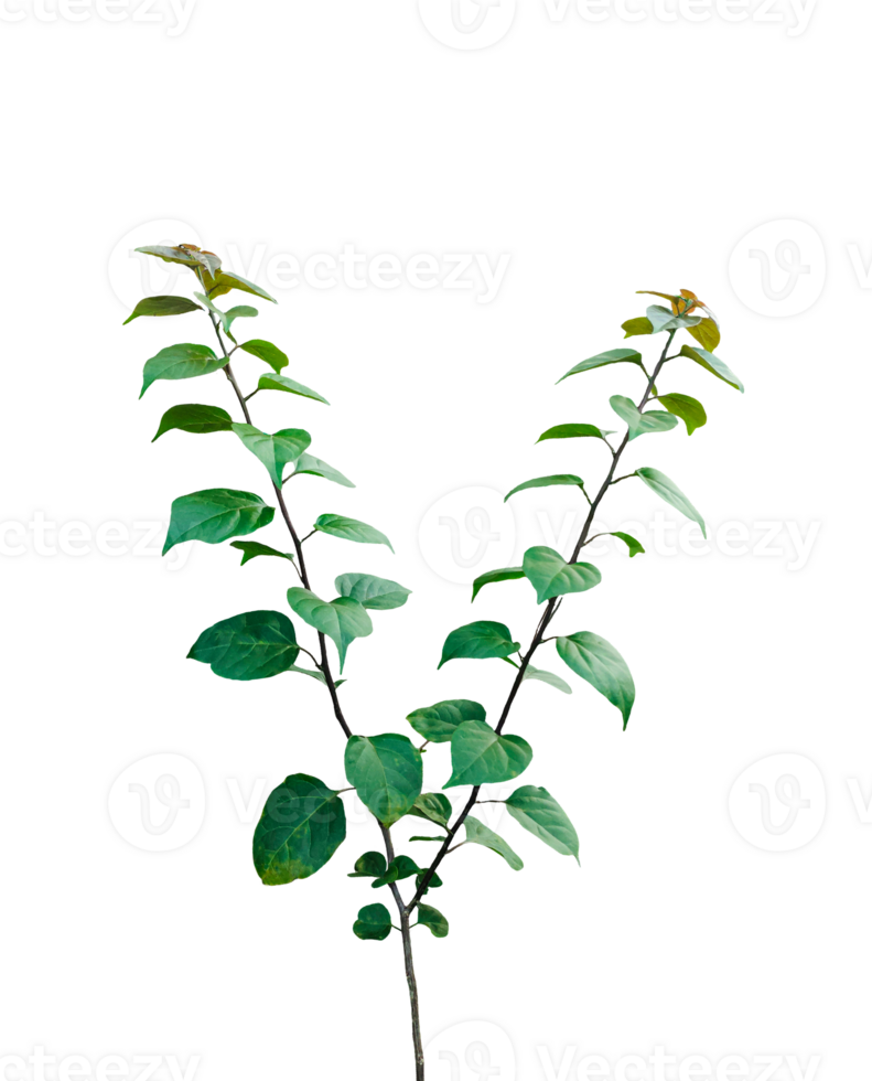 green leaves on background, Fresh green plant leaves and branches are isolated on a transparent background png