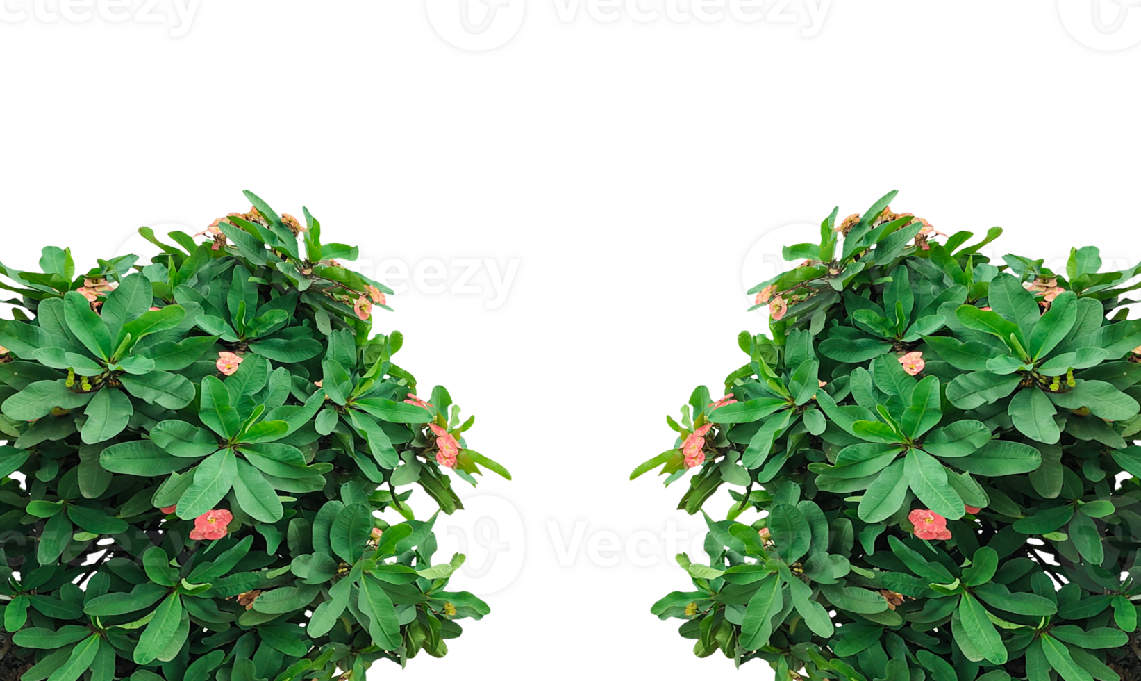 two green plants frame with flowers on , Symmetrical Green Plant Isolated on Background, Green ivy leaves with red berries create a festive Christmas border on a background png