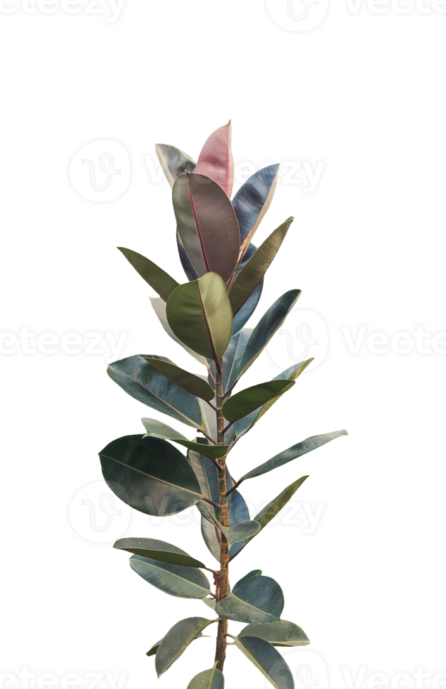 magnolia plant on a background, Fresh red flowers with green leaves isolated on , showcasing a beautiful floral nature plant, Blooming flower in a vase with leaves on a background png