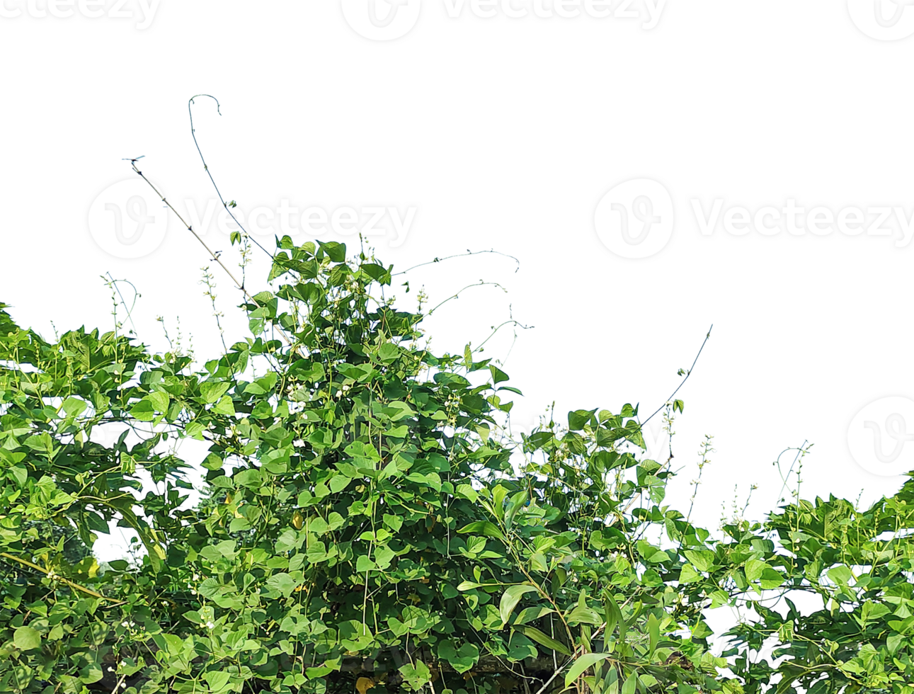 green ben plants on a background, green plants bush on a background, green leaves isolated on background, Fresh green tree leaves and foliage frame isolated on a background, png