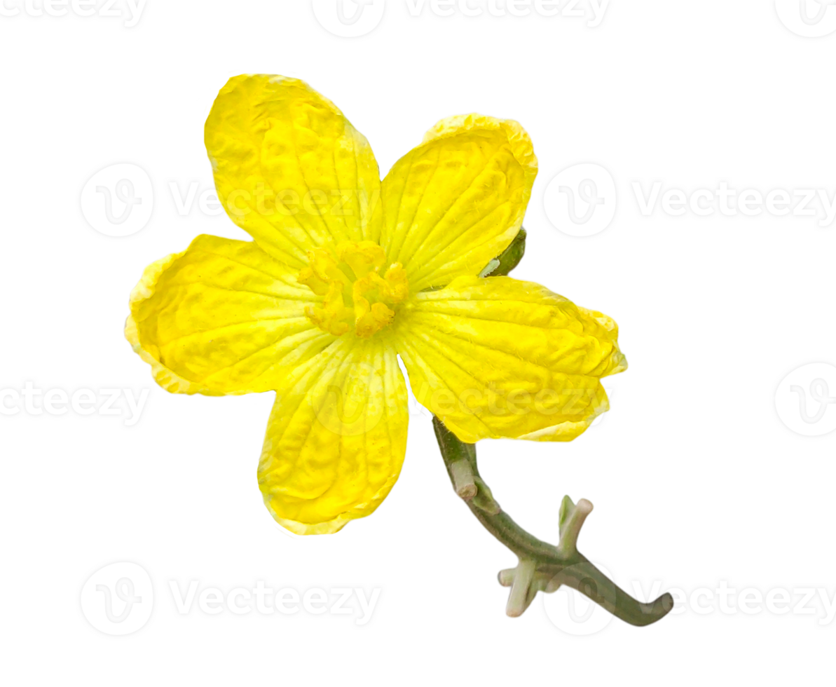 yellow flower on transparent background, A Bright yellow Sponge Gourd flowers with delicate petals bloom in nature, isolated on a background, showcasing their spring beauty, png