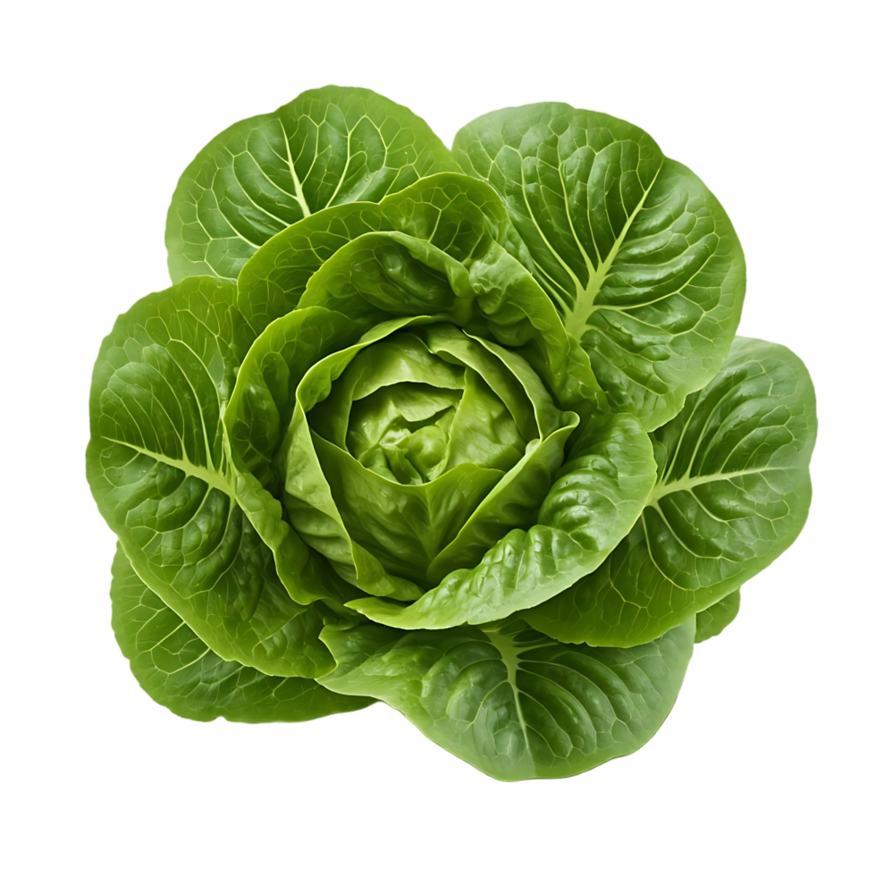 Fresh green romaine lettuce head with vibrant leaves isolated on transparent background, full view. png