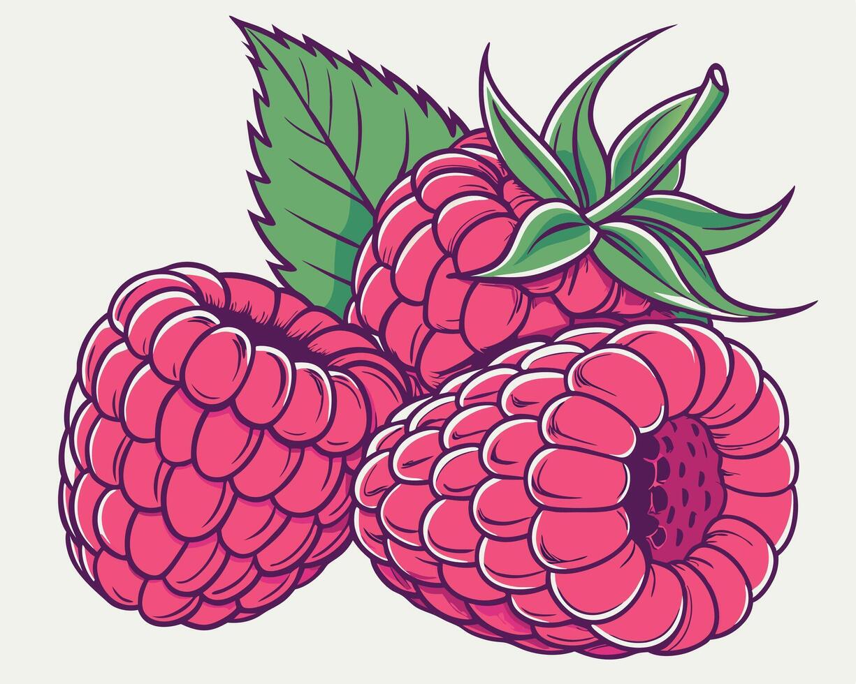 Vibrant illustration of fresh raspberries featuring leaves with detailed outline and shadowing vector