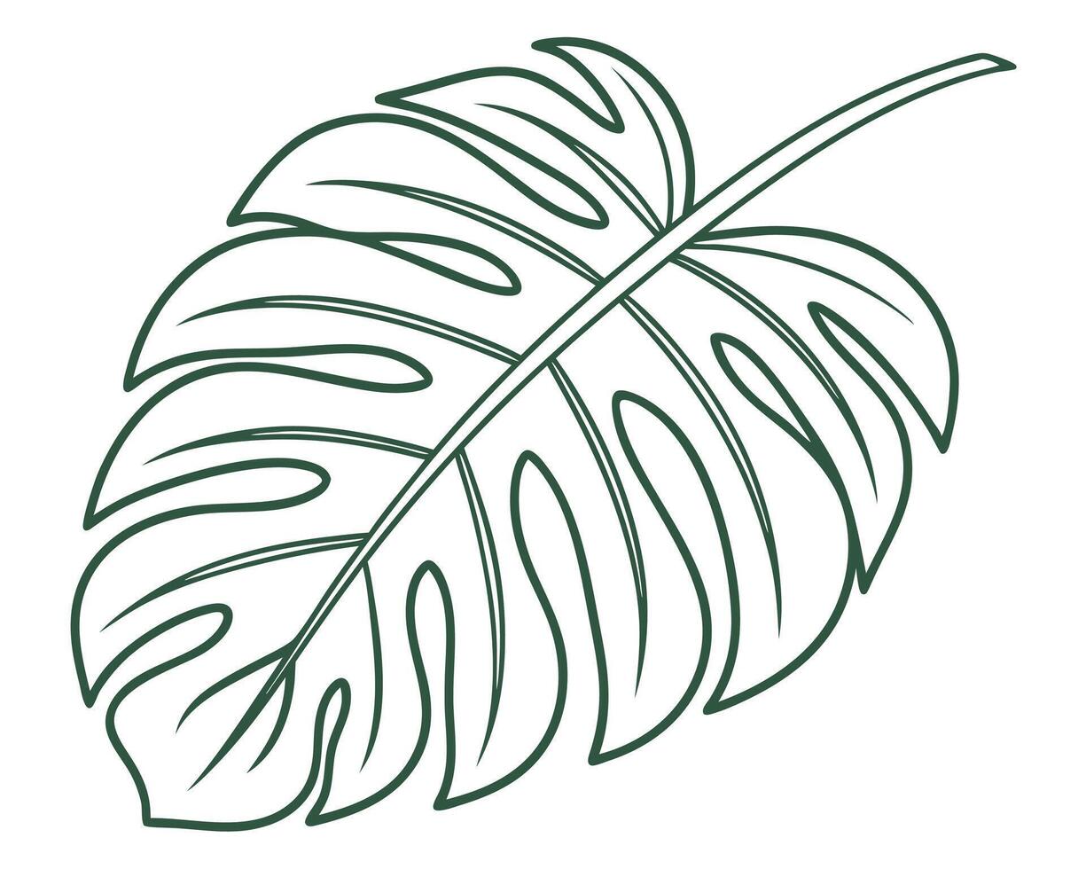 Elegant illustration of a monstera deliciosa leaf outline in a clean and minimalist design. vector