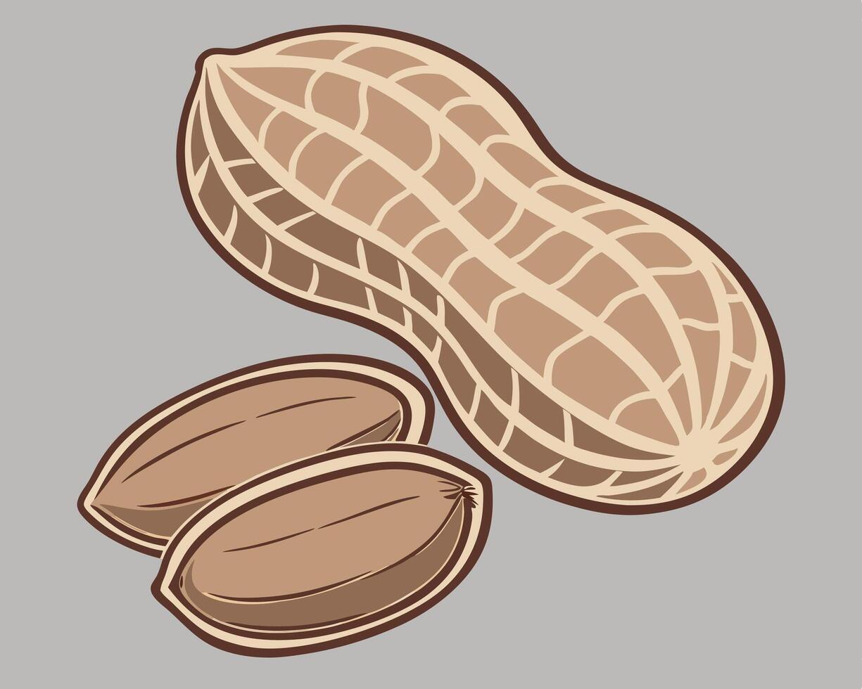 Stylized illustration of a peanut with shelled peanuts on a grey background. vector