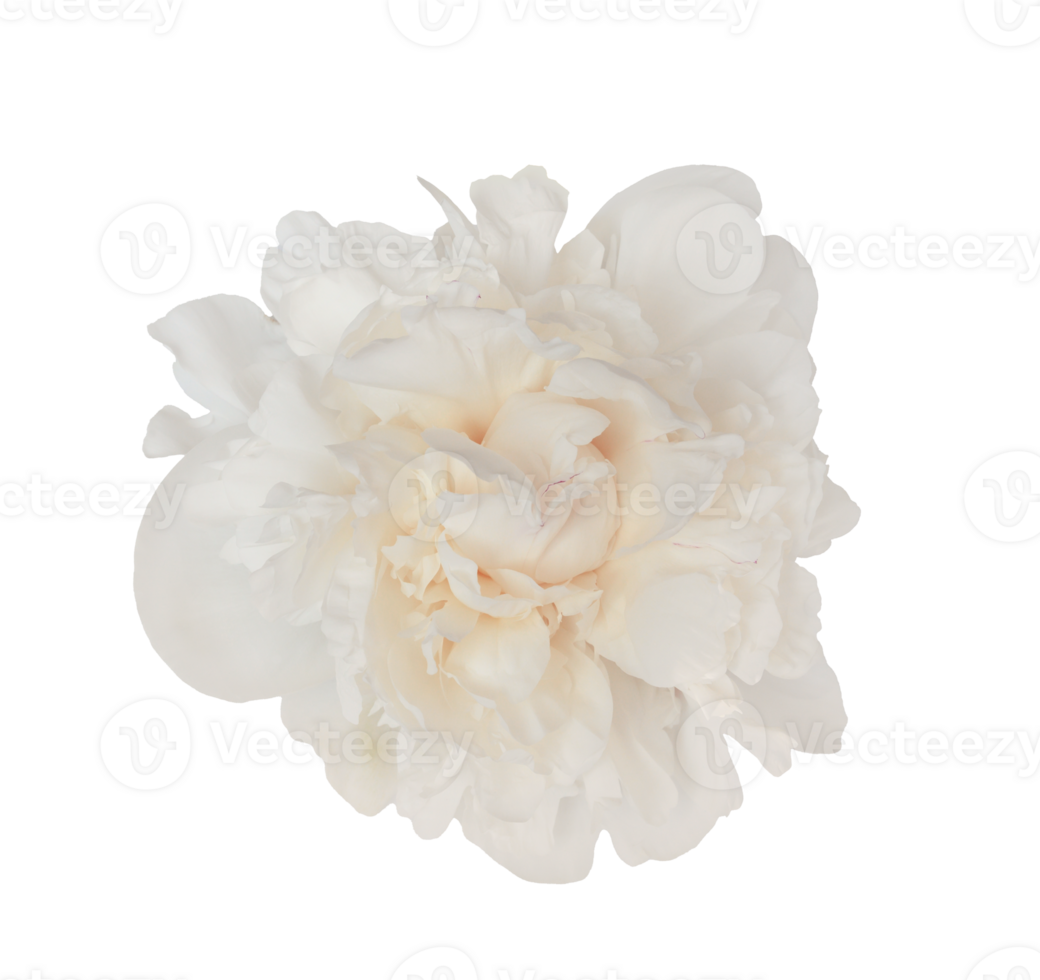 Close up isolated a beautiful white peony blossom of on a transparent perfect for design projects png