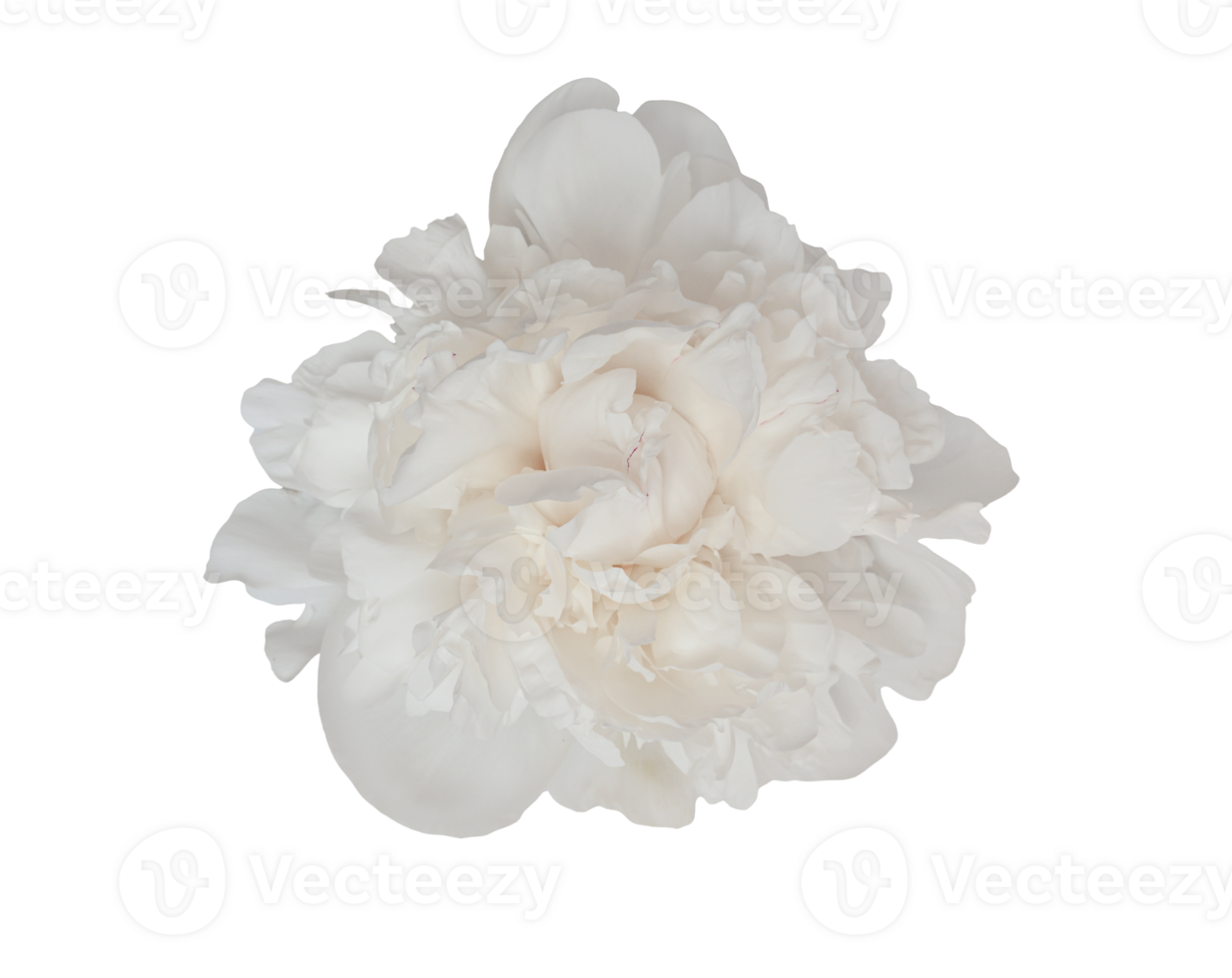 Close up perfect beautiful white peony flower, isolated on a transparent background, design projects png