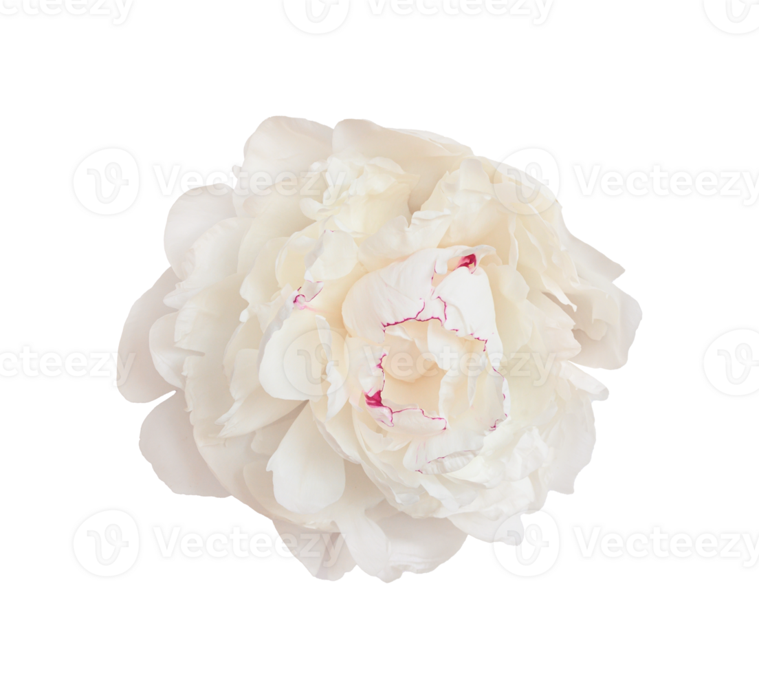 Close up of perfect white peony flower, isolated on a transparent background, for design projects png