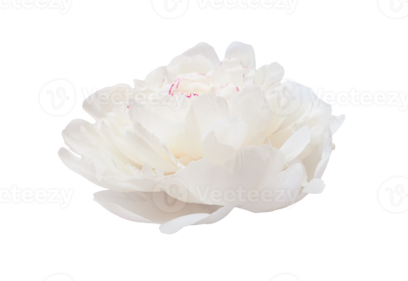 Close up perfect beautiful white peony flower, isolated on a transparent background, for a design projects png