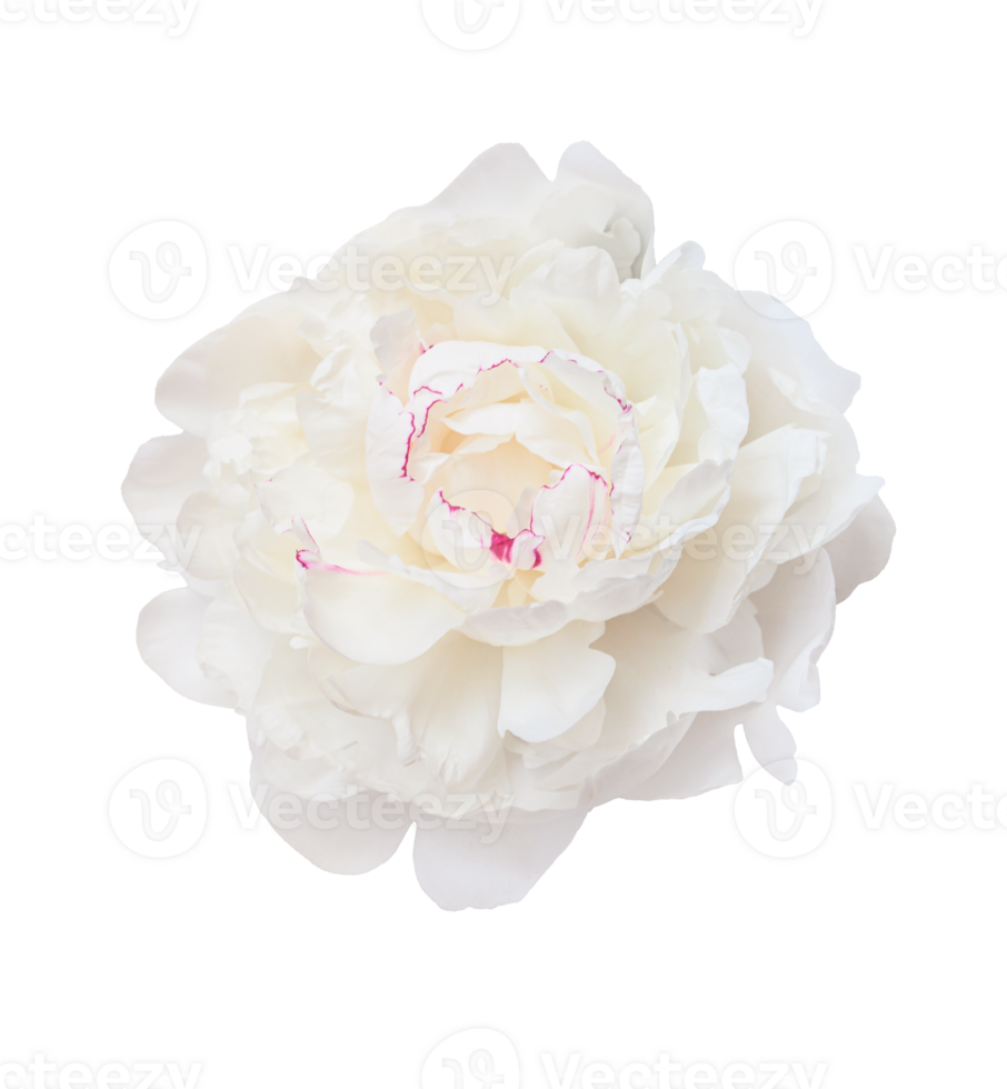 Delicate white peony flower blooming, soft petals spreading elegantly against transparent backdrop, ideal graphic design png