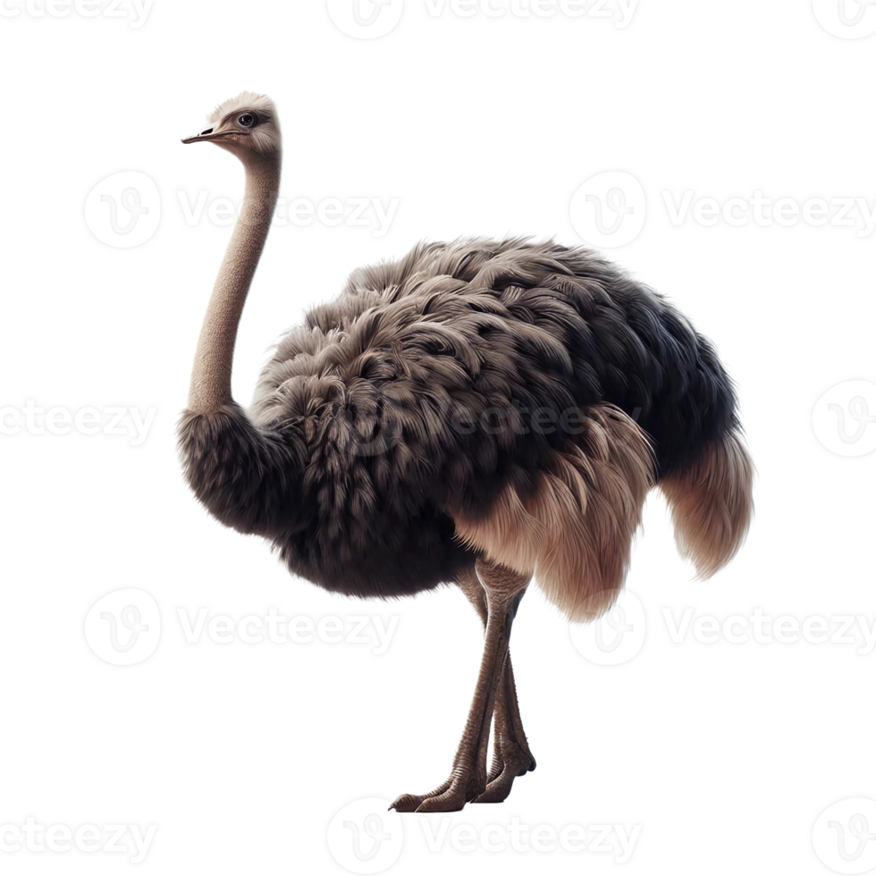 A striking ostrich displays its elegant form with a fluffy coat of feathers. The bird's long neck and legs highlight its stature, capturing attention against a plain background png