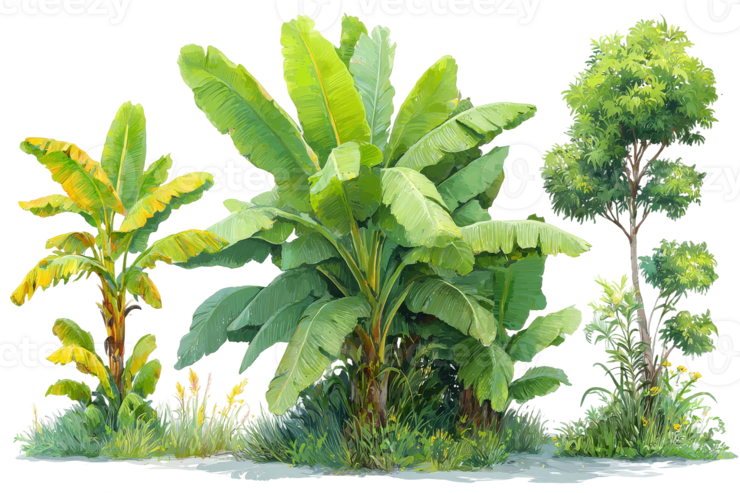 Banana tree clipart png