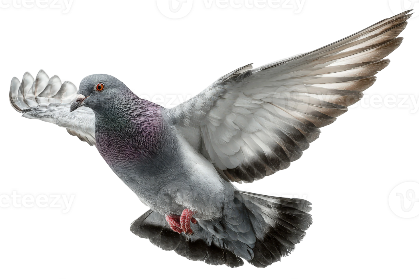 A pigeon flying in the air with its wings spread png