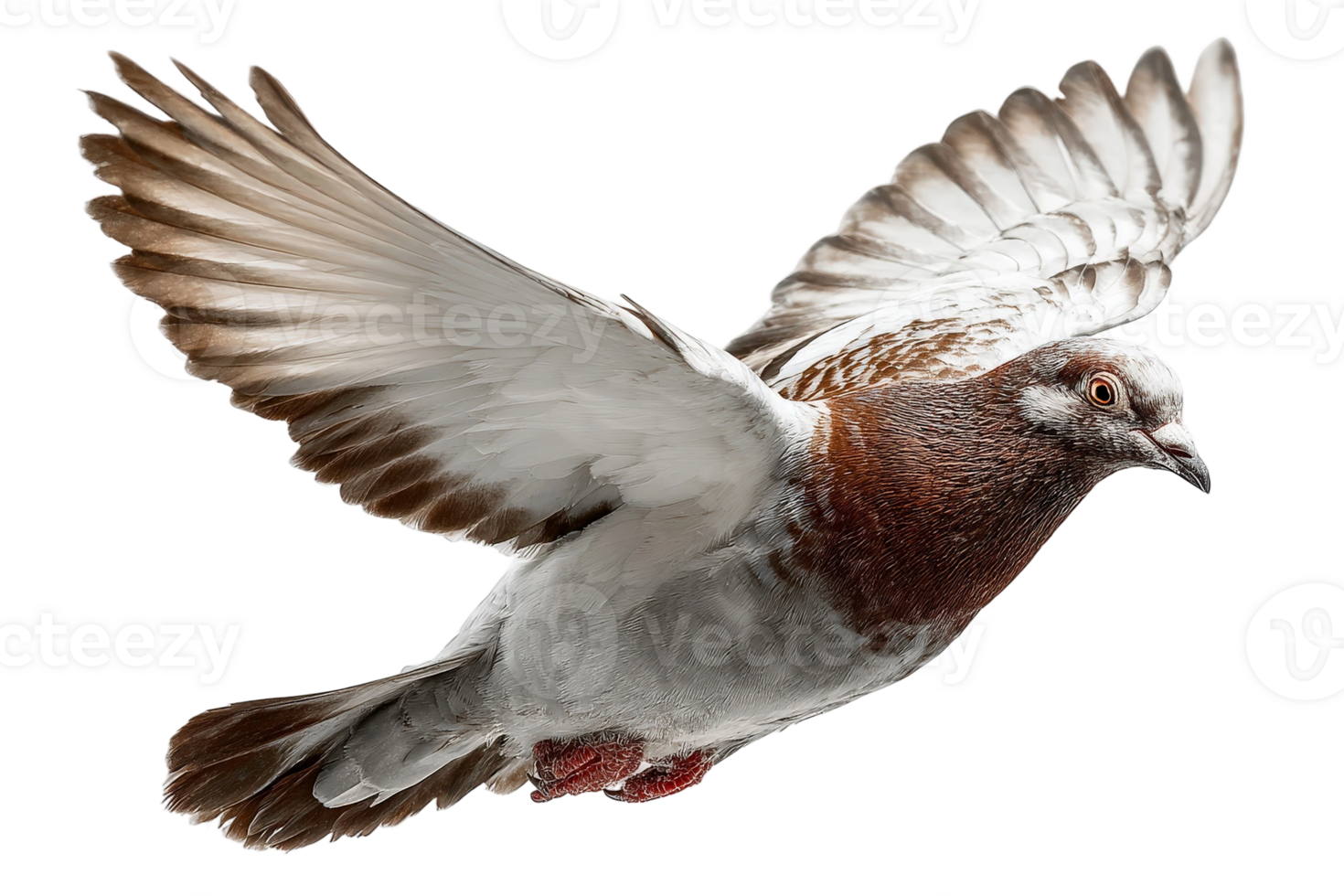 A white and brown pigeon flying in the air png