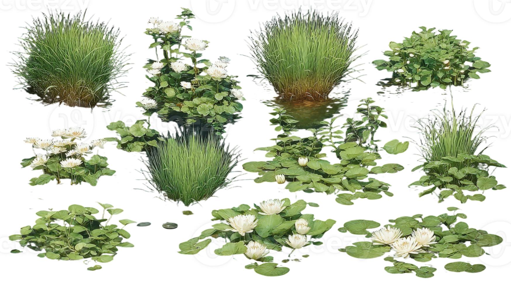 A variety of plants and flowers are shown png